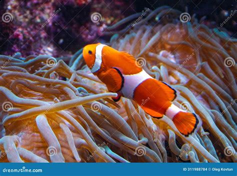  Clownfish – En färgglad fisk som simmar i symbios och dansar bland anemoner!