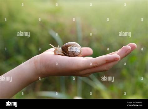   Juniper Snail! A Small Gastropod That Perfectly Embodies the Delicate Balance Between Aquatic and Terrestrial Environments.