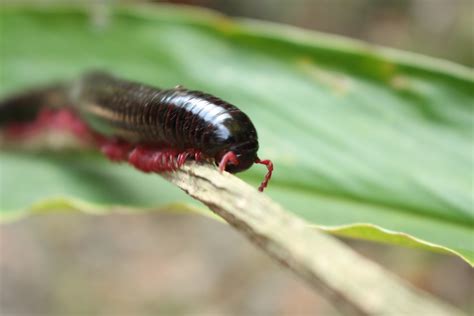  Laos Millipede – En Liten Levande Maskin med Tusen Ben som Krålar i Skogen