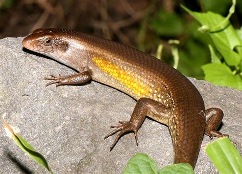  Skink! Den Lilla Solälskaren Med En Kraftig Gaffeltunga