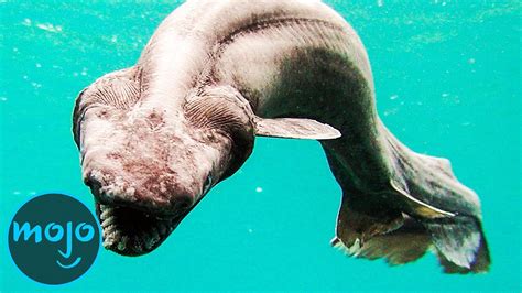  Tugger-fisken: En mystisk fisk som simmar runt och gör vad den vill!