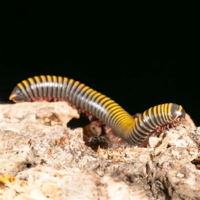 Yellowsegmented Millipede: Den mystiska insekten med tusentals ben som kräver en närmare titt!