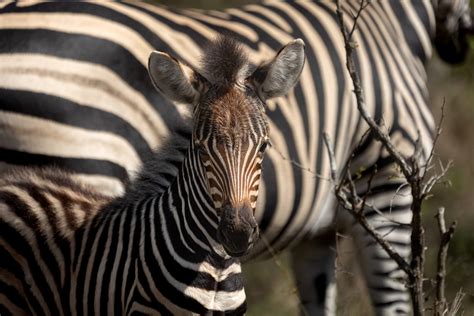  Zebraödla! En fascinerande ödla som både solbadar och är en mästare på att smälta in med sin omgivning