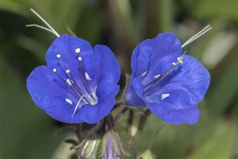  Campanularia! En blomma som aldrig vissnar i det blå -  upptäck det förbluffande livet hos denna kolonibildande hydrozo