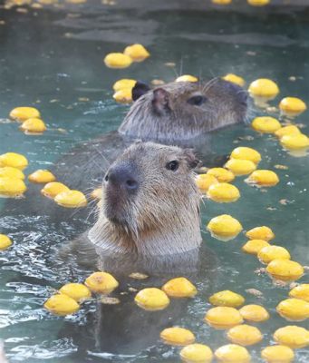  Capybara En Gigant bland Gnagarna Med ett Liv Fyllt av Sol och Simning!