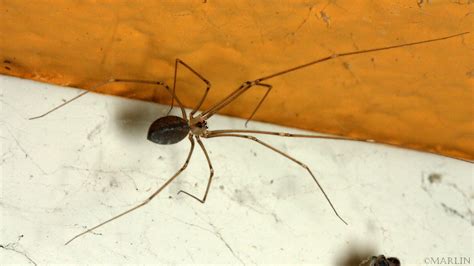 Cellar Spider! Den fascinerande aranea som spinner oregelbundna nät och är en mästare på kamouflage