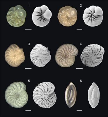  Foraminifera! En mikroskopisk arkitekt som skapar kalkskal av naturliga underverk