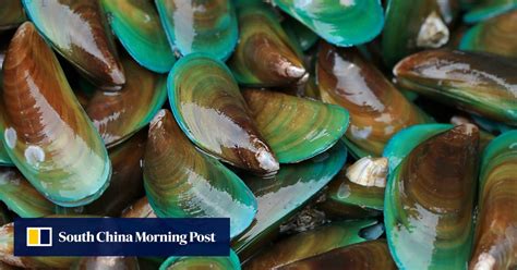  Japansk Jämn mussel: En sötvattenlevande juvel som filtrerar vårt ekosystem med elegans!