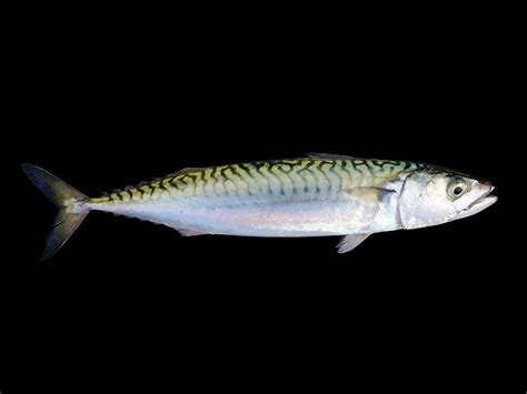 Makrill! En fisk med silkeslen kropp som utför imponerande akrobatiska simrörelser i det öppna havet.