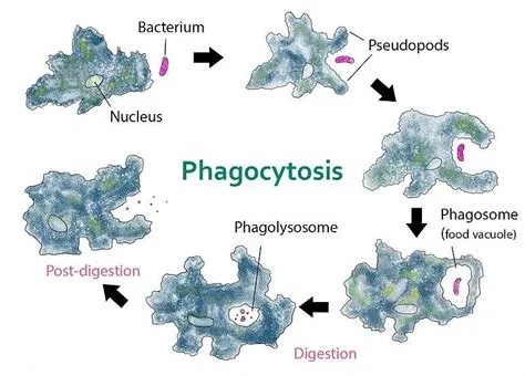  Naegleria - En ensidig cell som bygger en mikrokosmos genom endosytos!