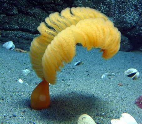  Orange Sea Pen - En Blåsig Symfoni av Polyper och Röd Färg!