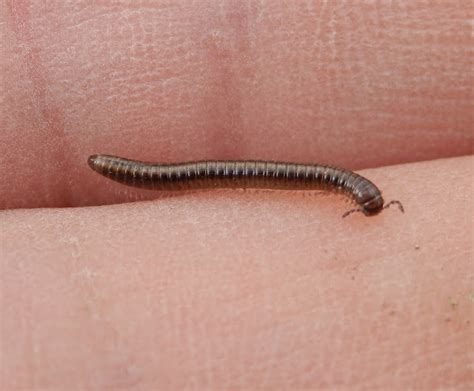  Order Millipedes! Can You Imagine Hundreds of Legs Carrying One Tiny Creature Across a Forest Floor?