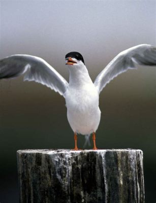  Tern - Fågel med Stora Vingar och En Fascinerande Sångröst!