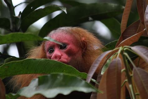  Uakari! Den charmiga primaten med ett röd ansikte som strålar av liv och intelligens