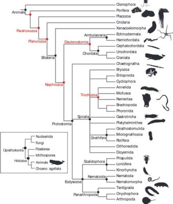  Xenocoelomorpha! En Mystfylld Mask som Följer Djurstigen Till Livets Utkant