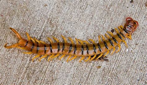  Zigzag Millipede: En Röd Trådfriend Med Fina Segmente Och En Fascinerande Historie Till Kvarts!